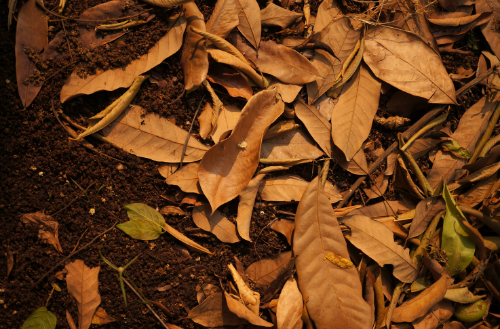 Leaf Compost