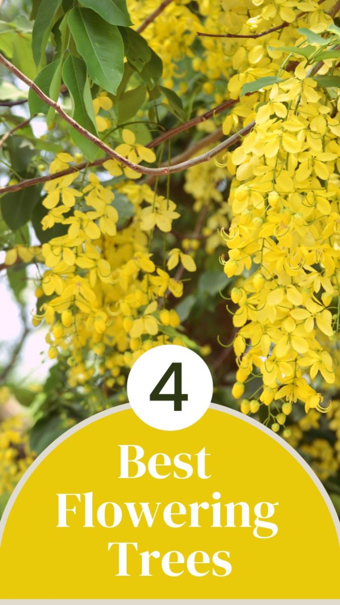 Best Flowering Trees