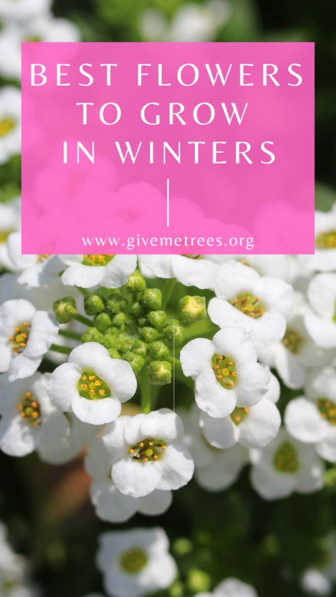 winter flowers 