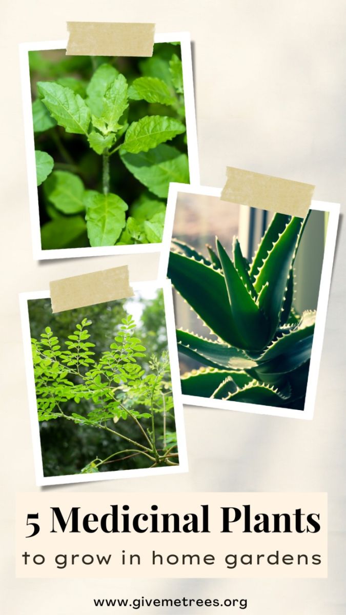 best medicinal plants