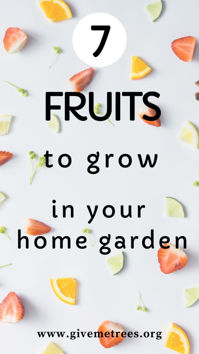Fruits to grow at home
