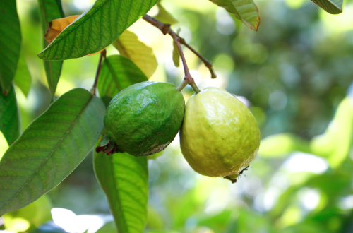 Guava Fruit plant