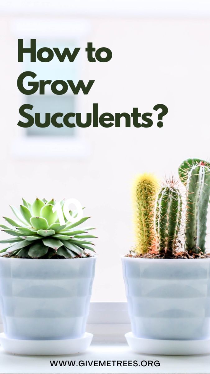 How to grow succulents