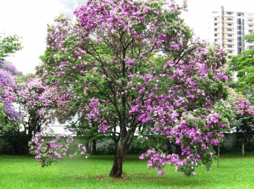 Kachnar Flowering Tree