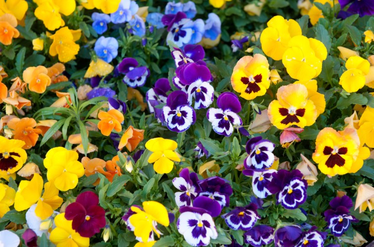 Winter Flowers - Pansies