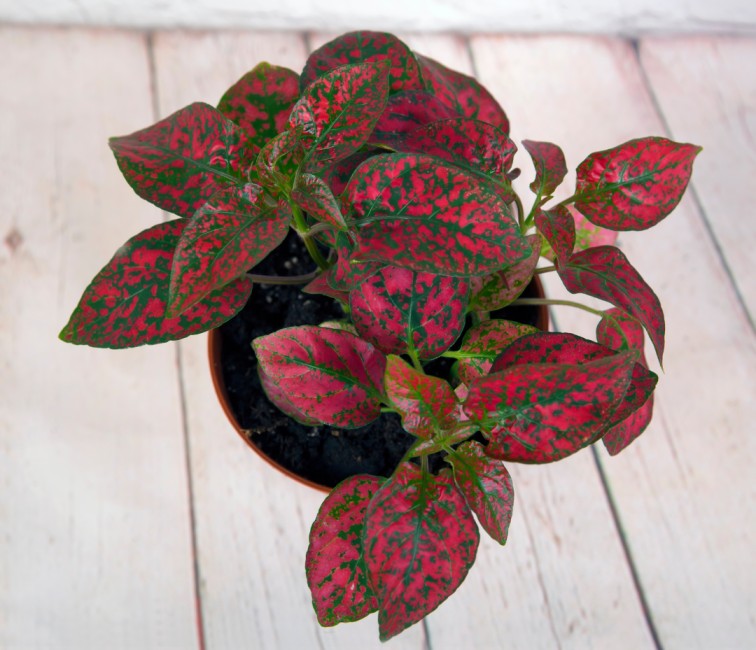 Red leaf plant - Polka Dot Plant