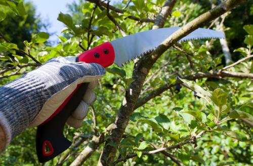 Pruning Saw - Gardening Tool