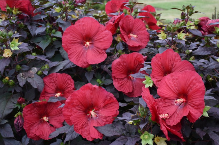 Rose Mallow plant with red leaves