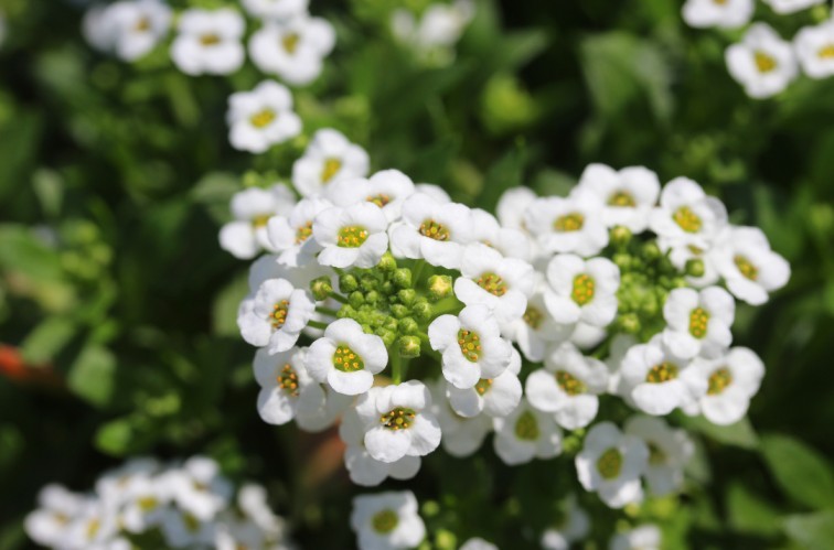 Flowering Plants  - Sweet Alyssum