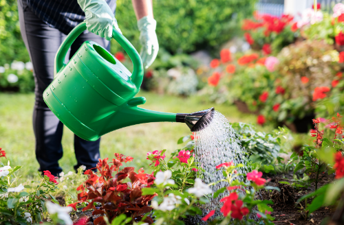 Watering Can - Gardening Tool