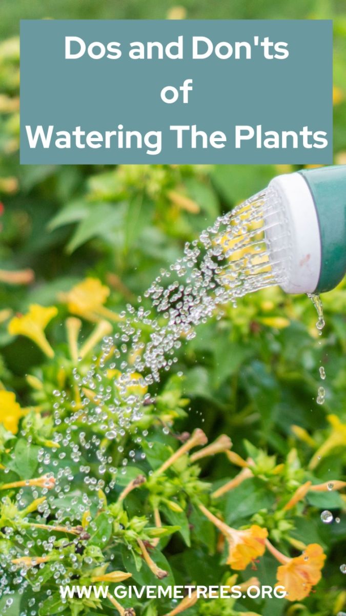 Dos and don'ts of watering the plants