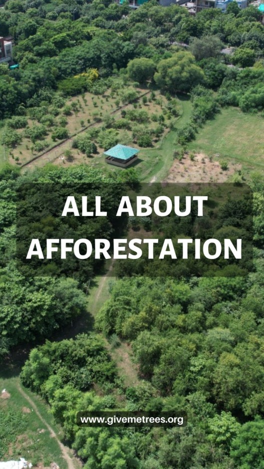 afforestation