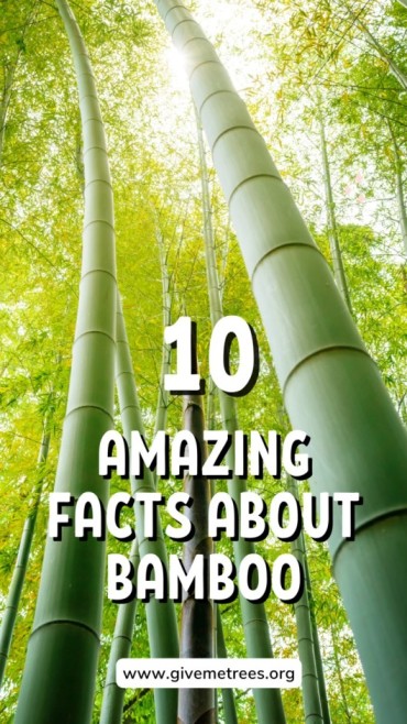 bamboo facts