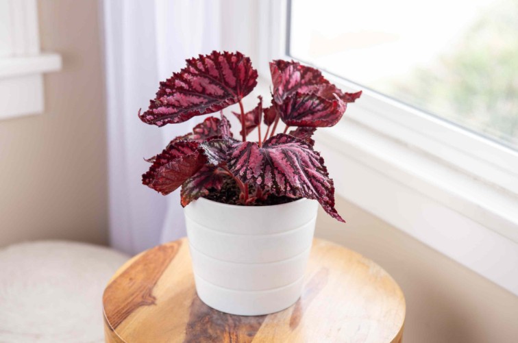 Begonia plant with red leaf