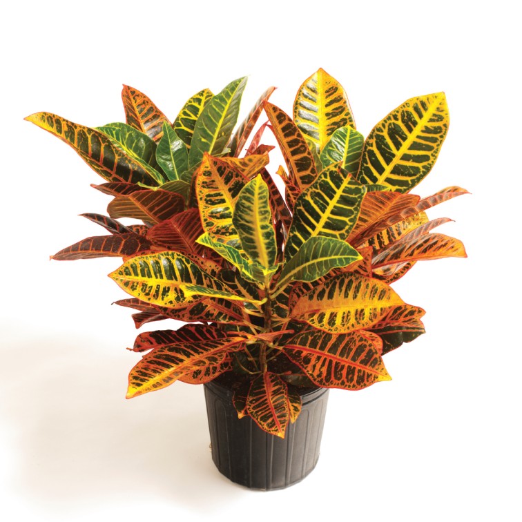 plant with red leaves - Croton