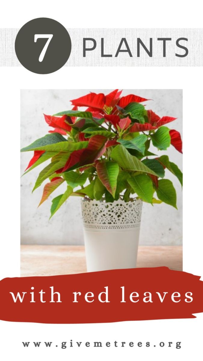 Best house plants with red leaves