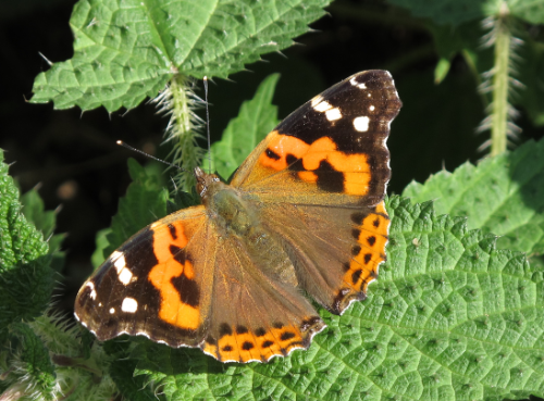 indian red admiral