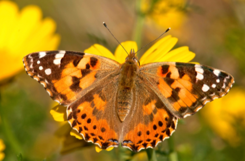 Painted lady butterfly