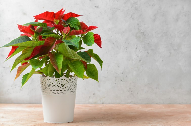 Plants with red leaves - Poinsettia