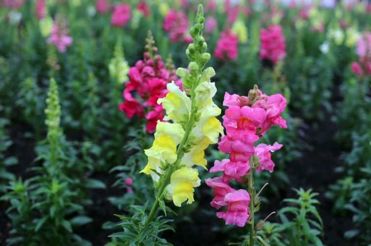 Best flowering plants - Snapdragons