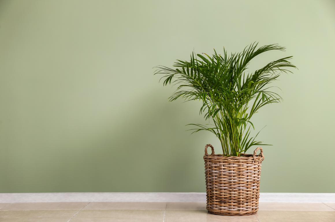 Areca Palm - best indoor plants for air purification
