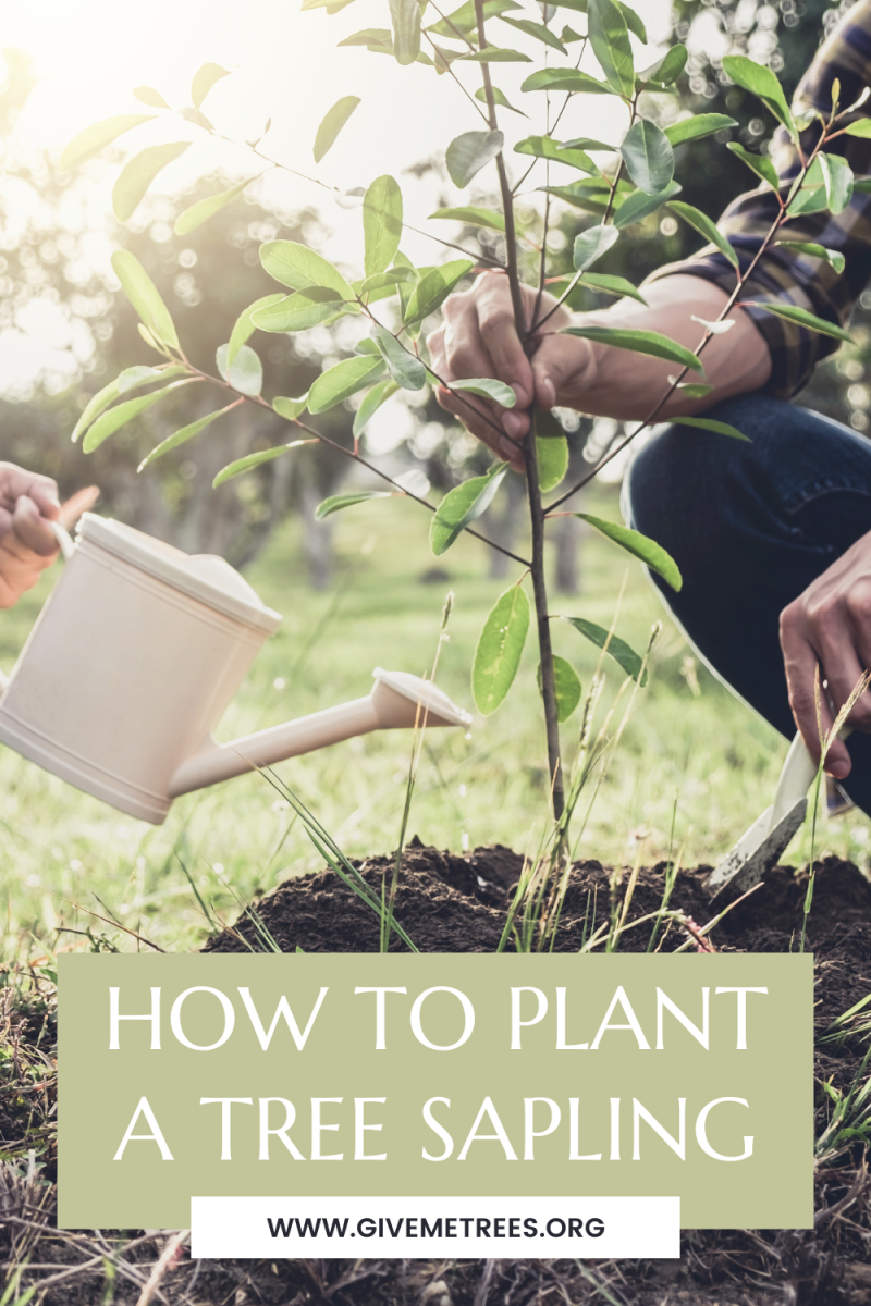 How to plant a tree sapling