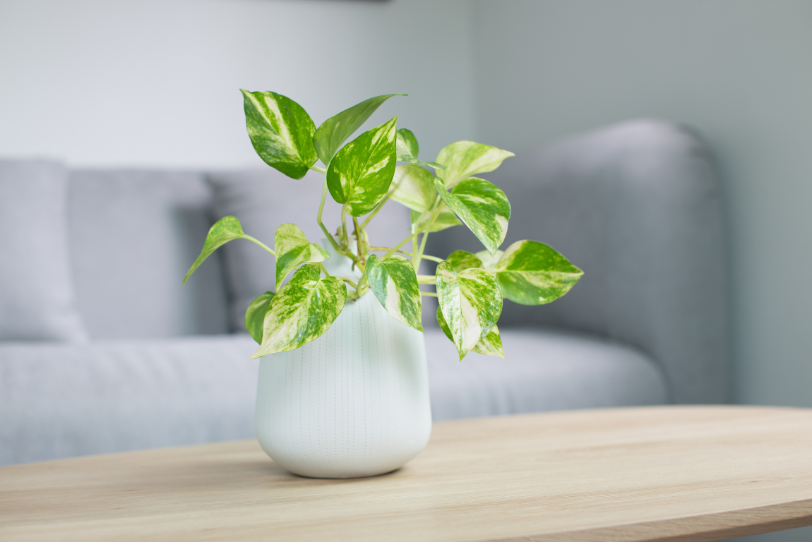 Pothos Plant - best indoor plants