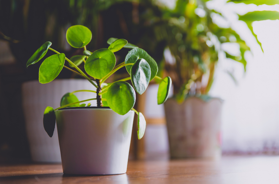 Money Pant - best indoor plants for oxygen