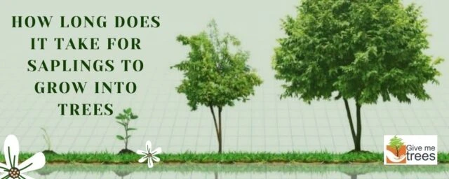 About Give Me Trees