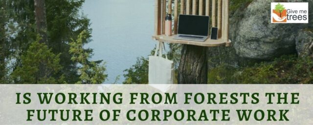 Is working from forests the future of corporate work