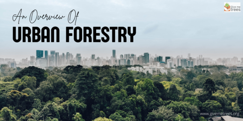 What is Social Forestry and it's Benefits?