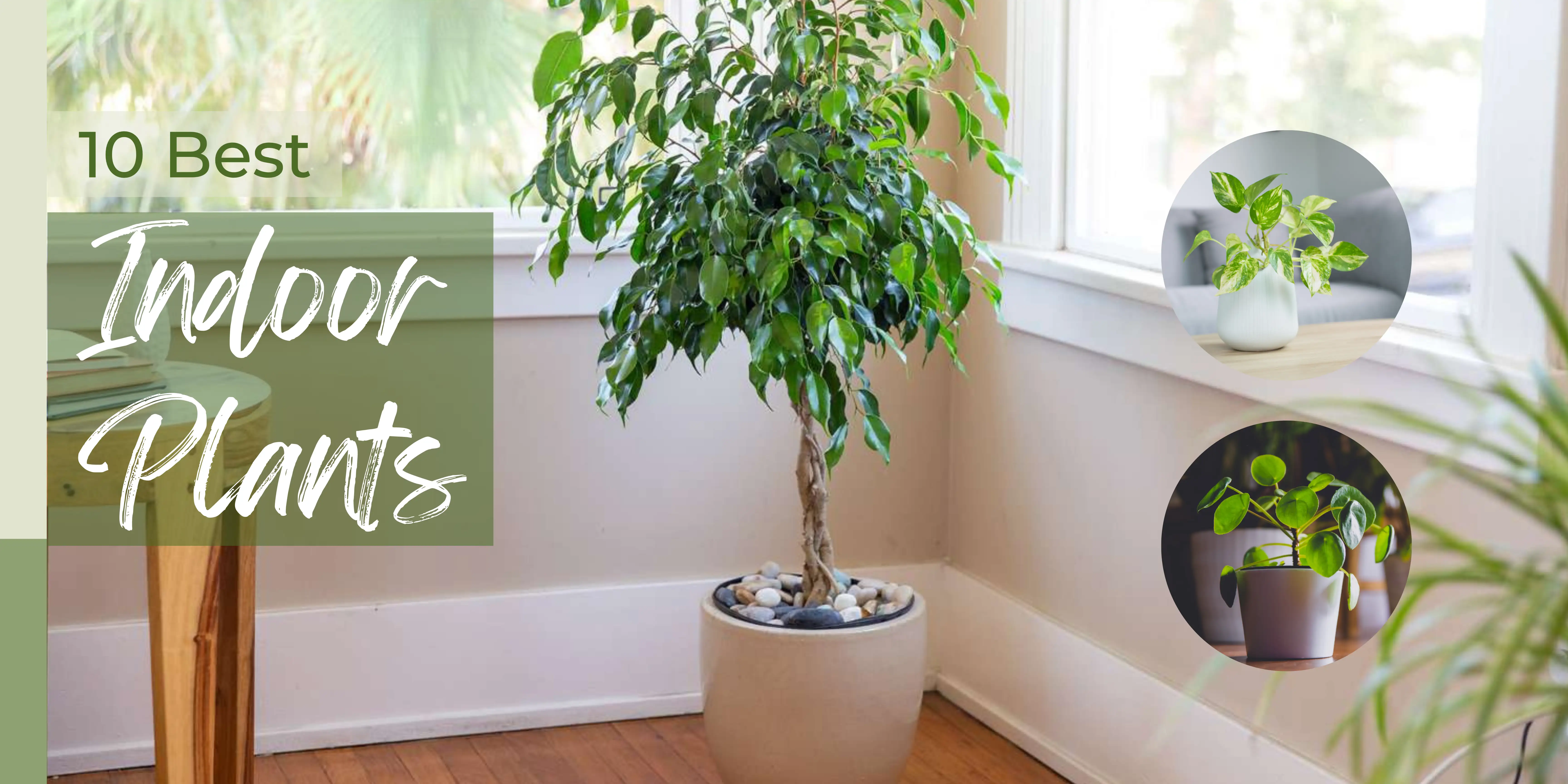 10 Best Indoor Plants for Your Home