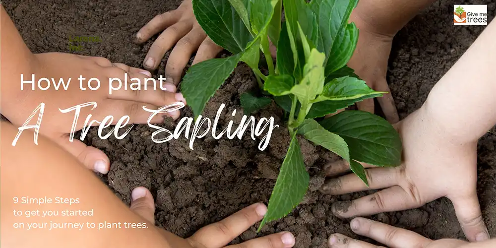 How to Plant a Tree Sapling?