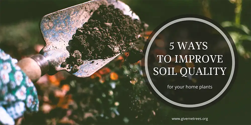 How to Improve Soil Quality for Your Home Plants
