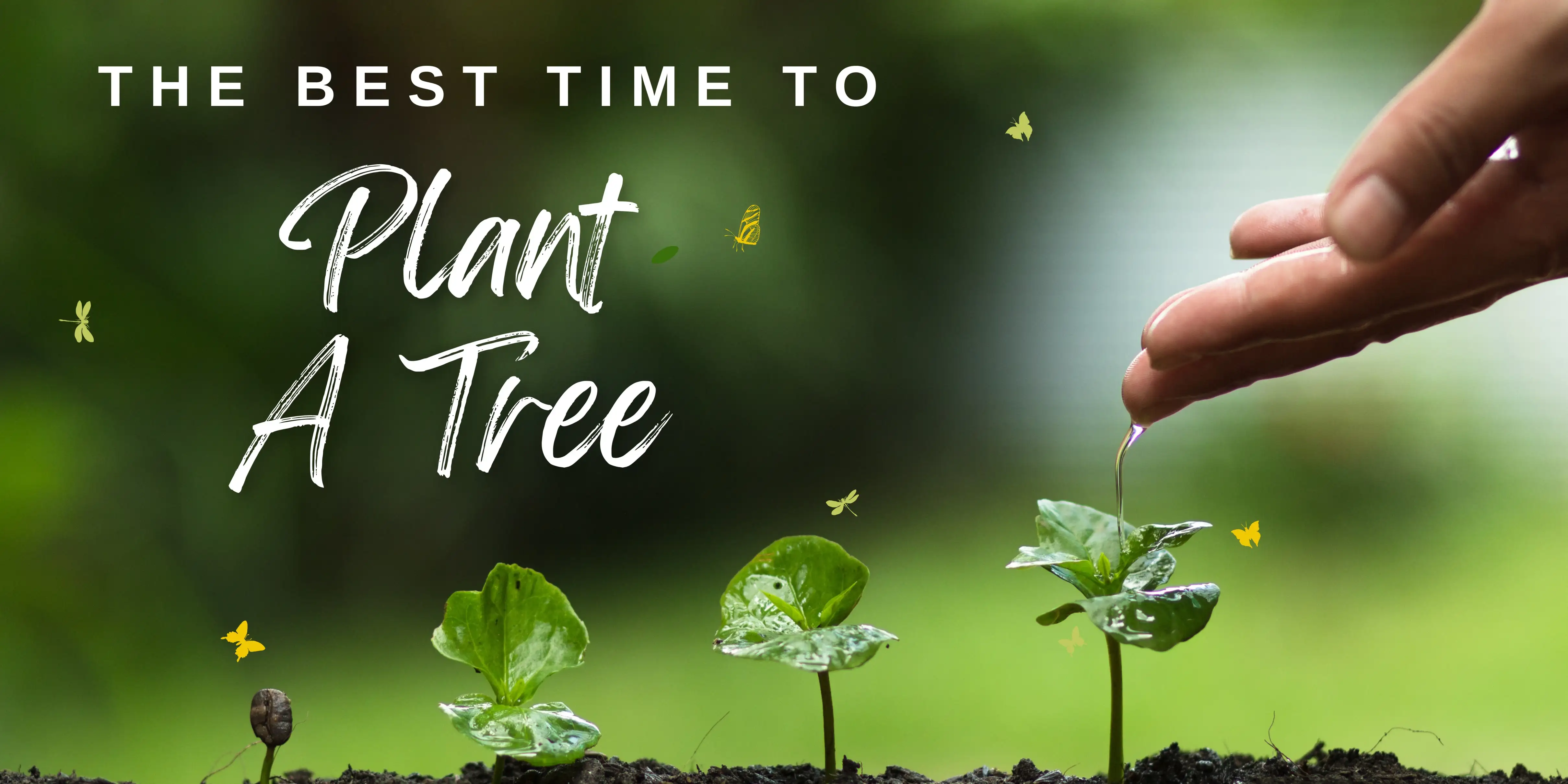 About Give Me Trees