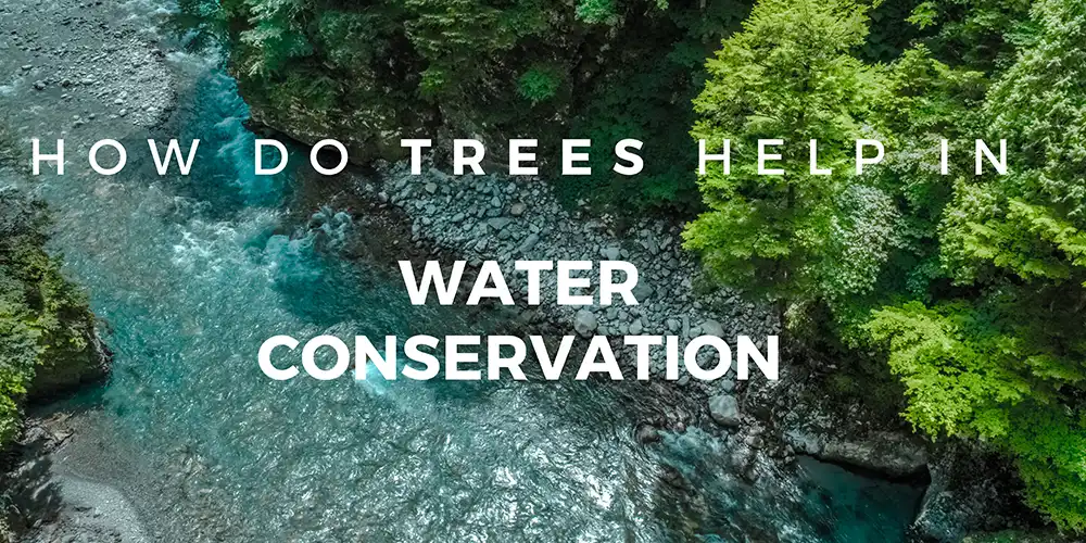 How Do Trees Help in Water Conservation