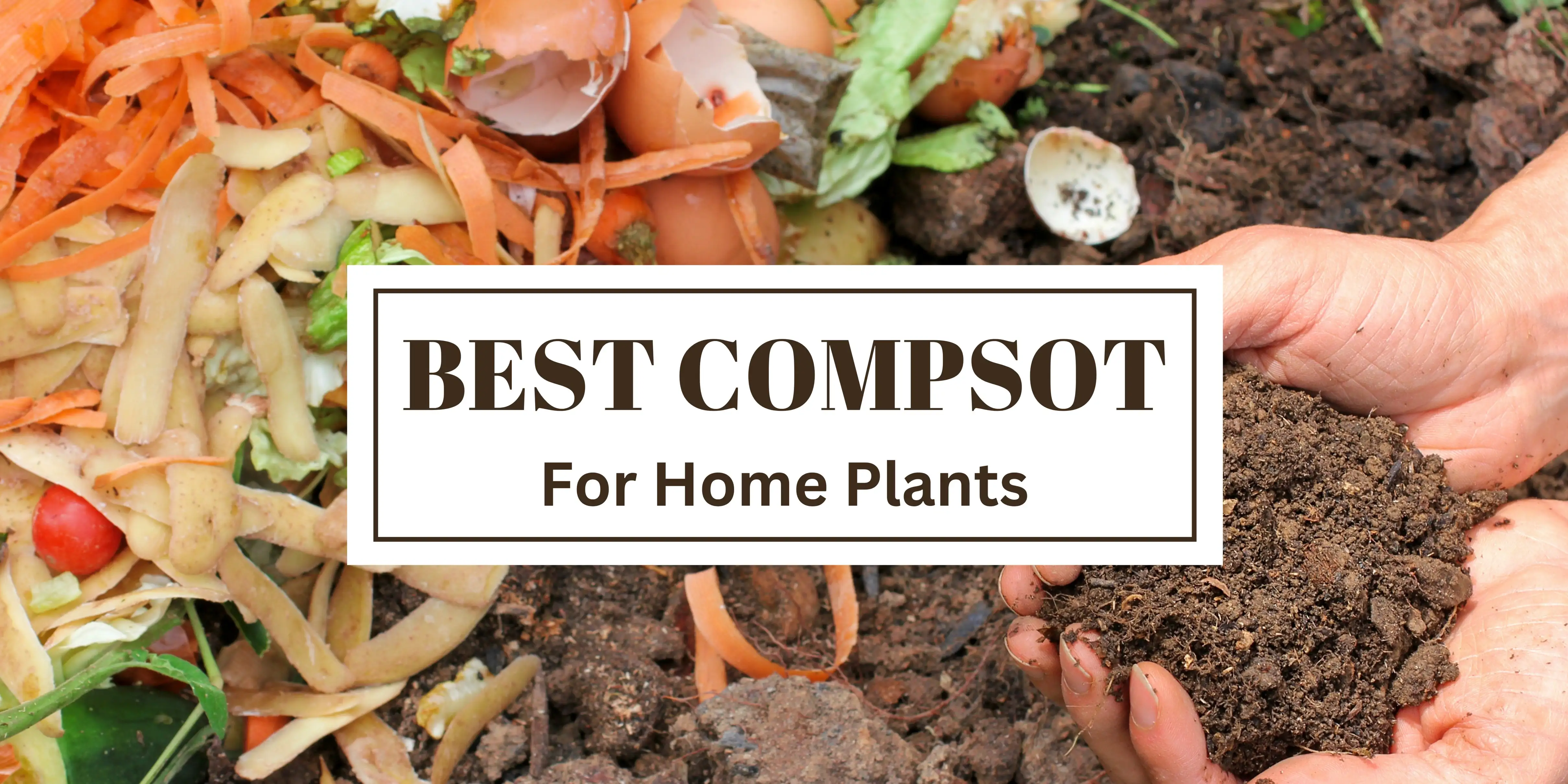 Best Compost for Your Home Plants
