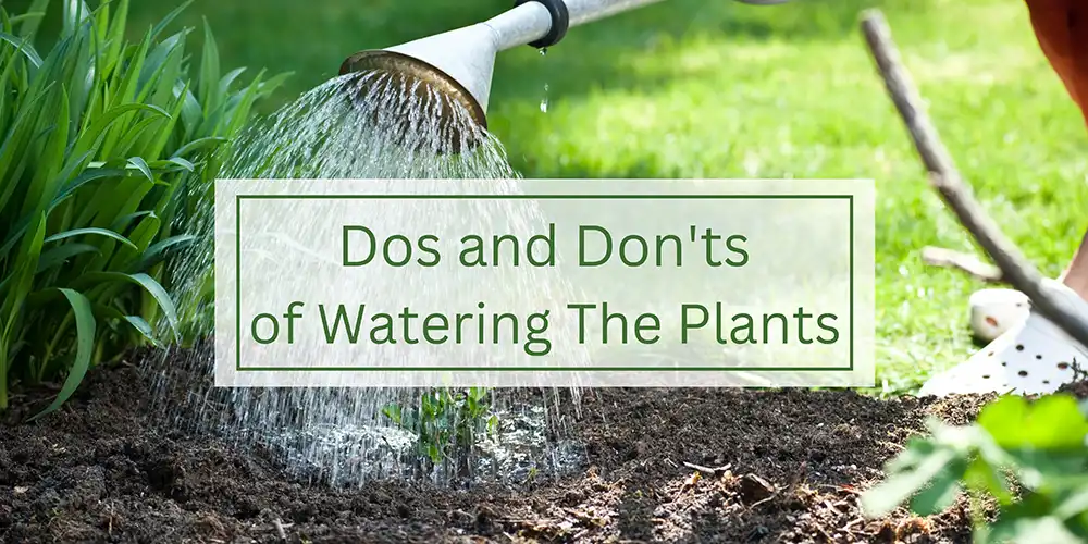 The Dos and Don'ts of Watering Plants