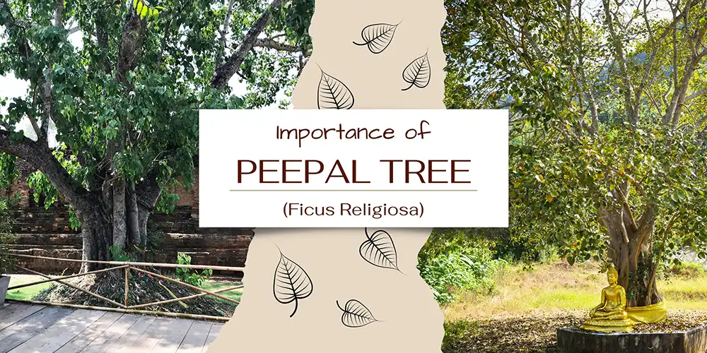 Importance of Peepal Tree