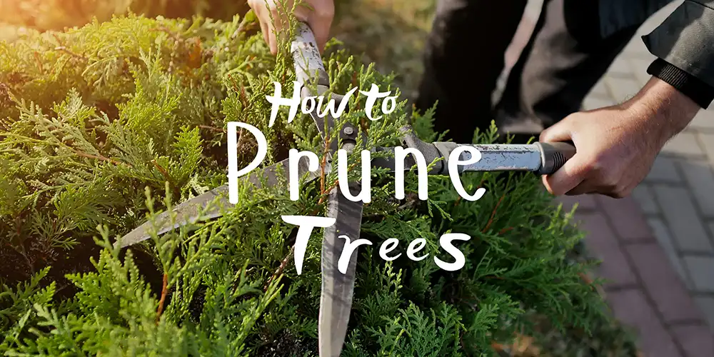 How to Prune Trees