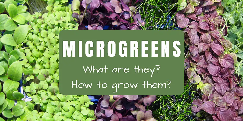 Microgreens: Benefits and How to Grow Them