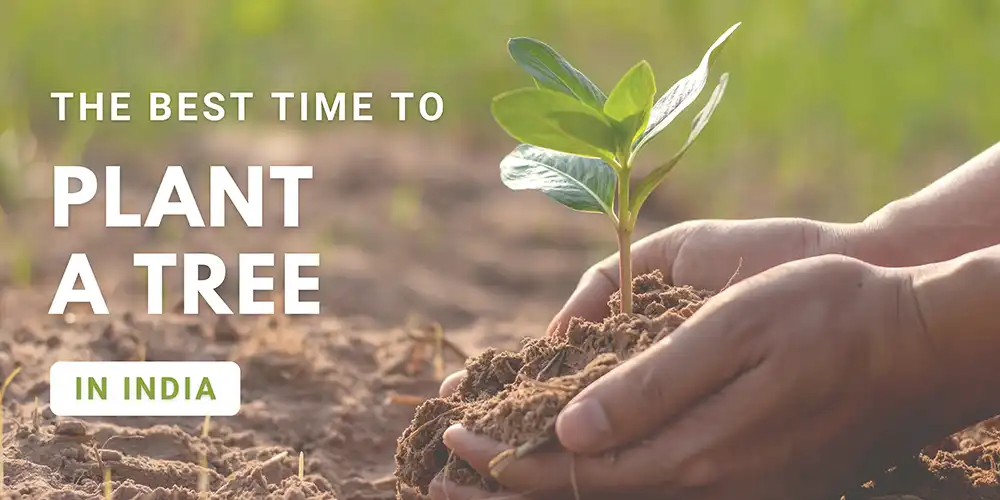 5 Ways Plantation Corridors Empower Villages and Local Biodiversity