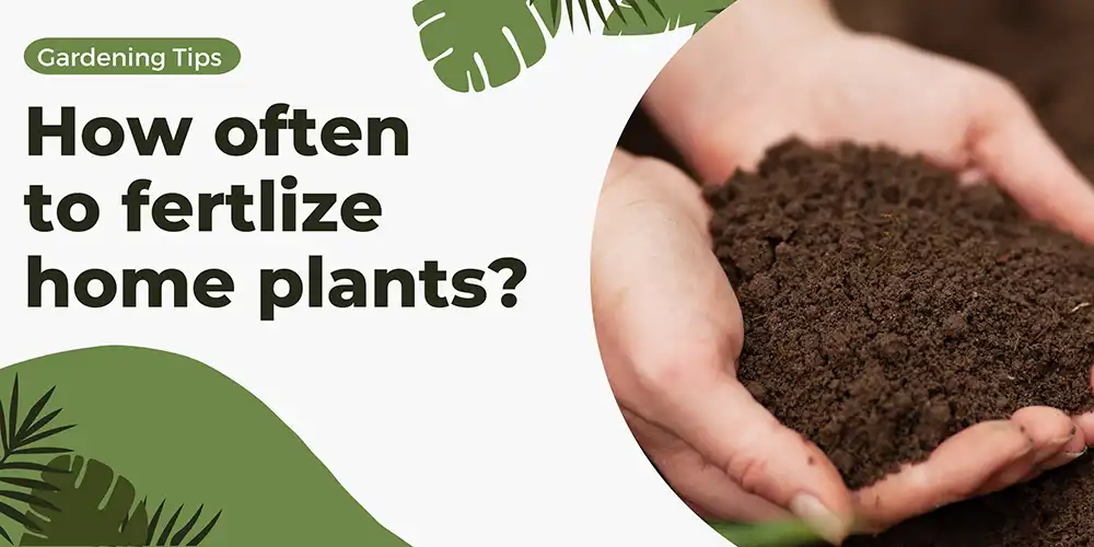 How Often Should Home Plants be Fertilized