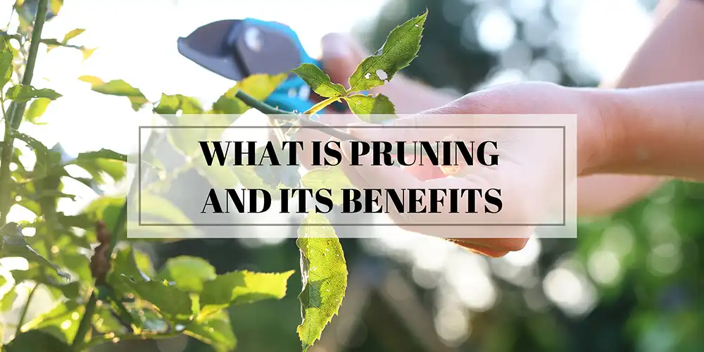 What is Pruning and its Benefits
