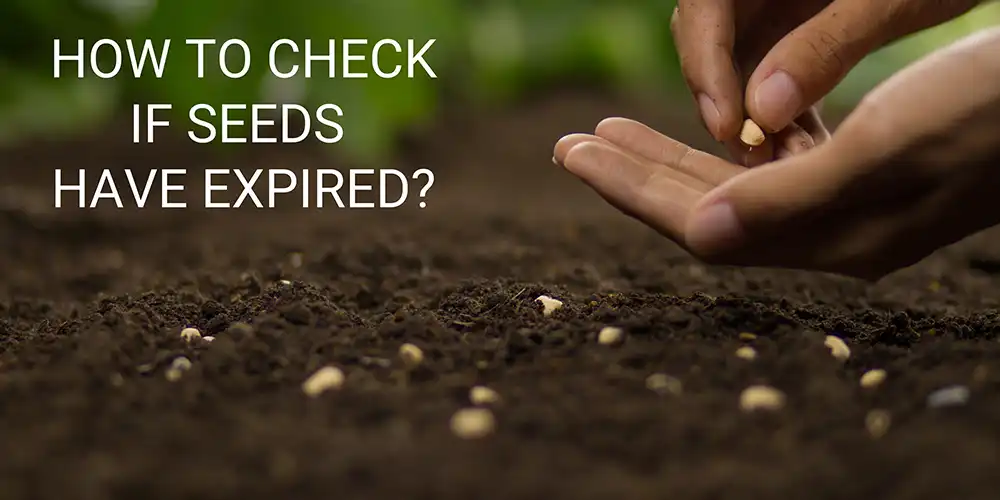 How to check if seeds have expired?