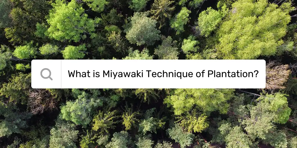 What is Miyawaki Method of Plantation?