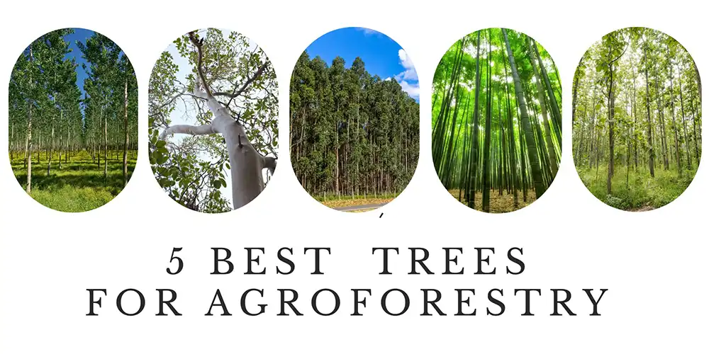 5 Best Trees for Agroforestry