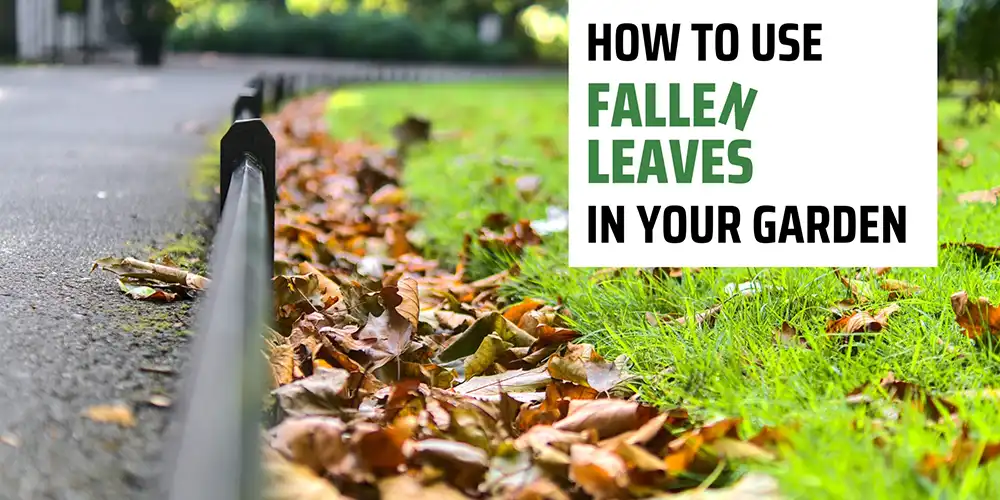 How To Use Fallen Leaves In Your Garden