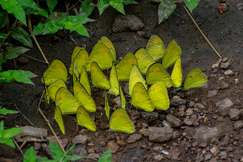 Biodiversity 4