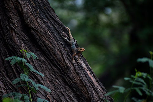 Biodiversity5